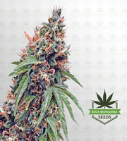 Purple Haze Autoflower Marijuana Seeds image
