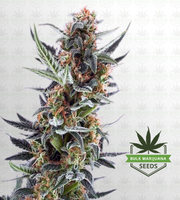 Lemon Jack Autoflower Marijuana Seeds image