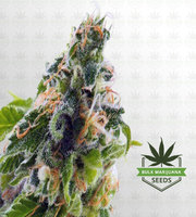 Watermelon Feminized Marijuana Seeds image