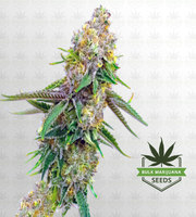 Yumbolt Autoflower Marijuana Seeds image