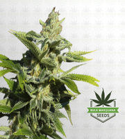 Papas Candy Regular Marijuana Seeds image