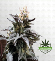 Poison Berry Autoflower Marijuana Seeds image