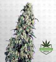 Skunk#1 Feminized Marijuana Seeds image