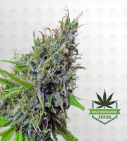 Sugar Kush Fast Version Marijuana Seeds image