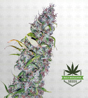 Island Sweet Skunk Autoflower Marijuana Seeds image