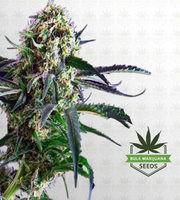 Northern Wreck Autoflower Marijuana Seeds image