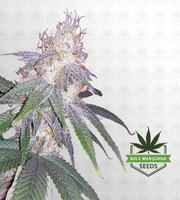 Platinum Cookies Feminized Marijuana Seeds image