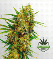 Lemon Tree Feminized Marijuana Seeds image