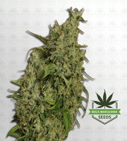 Sweet Tooth Regular Marijuana Seeds image