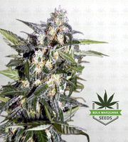 Jack Herer Autoflower Marijuana Seeds image