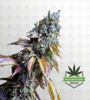 L.A. Confidential Feminized Marijuana Seeds image