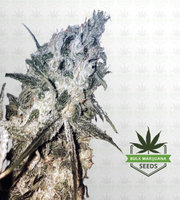 Sour Maui Autoflower Marijuana Seeds image