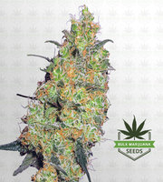 Pineapple Autoflower Marijuana Seeds image