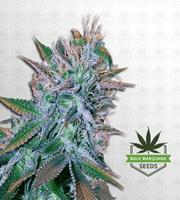 White Widow Regular Marijuana Seeds image