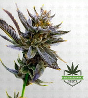 Purple Thai Feminized Marijuana Seeds image