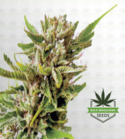 Northern Berry Autoflower Marijuana Seeds image