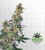 Shipwreck Feminized Marijuana Seeds image