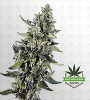 Skywalker Feminized Marijuana Seeds image