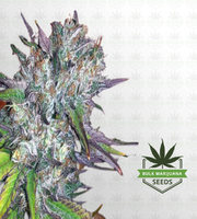 Hemlock Autoflower Marijuana Seeds image