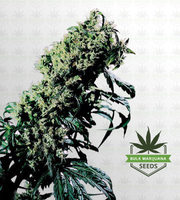 Mexican Haze Feminized Marijuana Seeds image