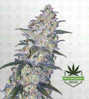 White Widow Autoflower Marijuana Seeds image