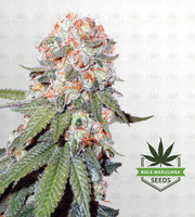 Orange Bud Feminized Marijuana Seeds image