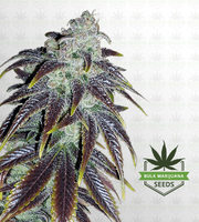 Sour Jack Feminized Marijuana Seeds image