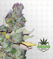 Maui Wowie Autoflower Marijuana Seeds image