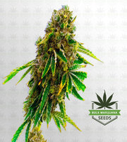 Pineapple Haze Feminized Marijuana Seeds image