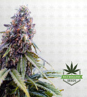 Wake n Bake Fast Version Marijuana Seeds image