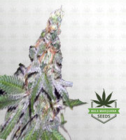 Tropical Tang Feminized Marijuana Seeds image