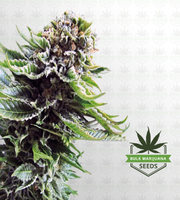 Super Silver Haze Feminized Marijuana Seeds image