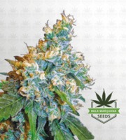 Jack Herer Feminized Marijuana Seeds image