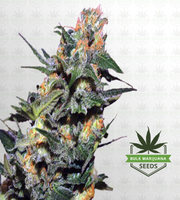 Strawberry Cough Autoflower Marijuana Seeds image