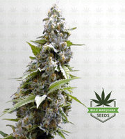 Maple Leaf Feminized Marijuana Seeds image