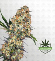 Hindu Kush Feminized Marijuana Seeds image