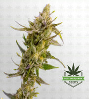 Super Skunk Autoflower Marijuana Seeds image