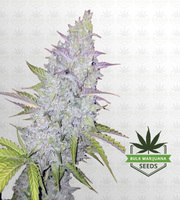 Original Cheese Feminized Marijuana Seeds image