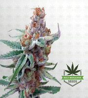 Redwood Kush Fast Version Marijuana Seeds image