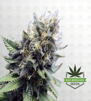 NYPD Blue Feminized Marijuana Seeds image