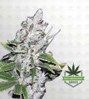 White Amnesia Feminized Marijuana Seeds image