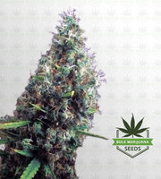 Tijuana Feminized Marijuana Seeds image