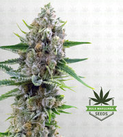 Oregon Underdawg Feminized Marijuana Seeds image