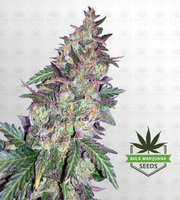 Sunset Sherbet Feminized Marijuana Seeds image