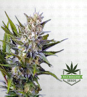 Skunk Feminized Marijuana Seeds image