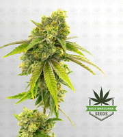 Somango Regular Marijuana Seeds image