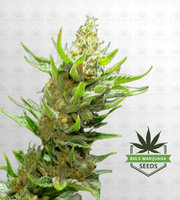 Snow Ripper Regular Marijuana Seeds image