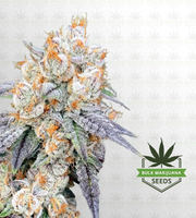 Pink Sunset Autoflower Marijuana Seeds image