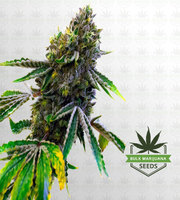 Sweet Tooth Autoflower Marijuana Seeds image