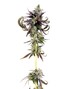 Landrace Cannabis Co photo